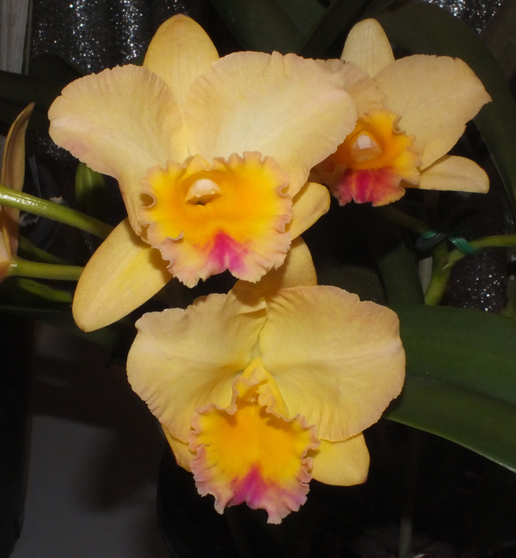 <strong>Champion Laeliinae</strong>: <em>Rlc</em>. Lisa Taylor Gallis 'Butterball' (F Musial & L Chang)